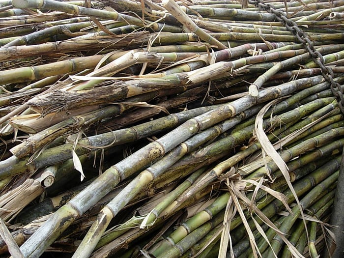 Fresh sugar cane