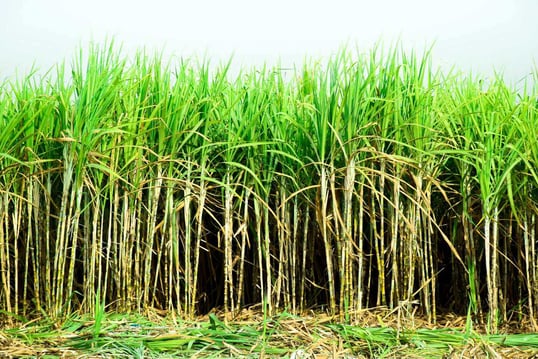 Sugar cane field