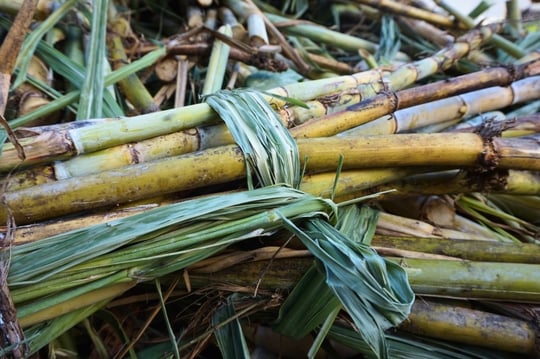 Sugarcane from field